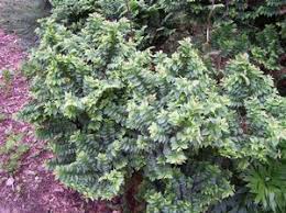 Attēlu rezultāti vaicājumam “Ulmus x hollandica”