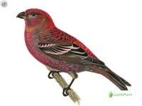 Image result for Pinicola enucleator