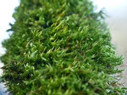 Attēlu rezultāti vaicājumam “Pylaisia polyantha”