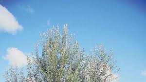 Attēlu rezultāti vaicājumam “Populus x jackii flower”