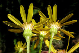 Attēlu rezultāti vaicājumam “Jacobaea vulgaris leaf”