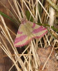 Attēlu rezultāti vaicājumam “Lythria cruentaria”