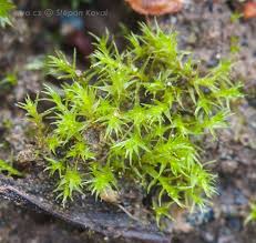 Attēlu rezultāti vaicājumam “Dicranella staphylina”