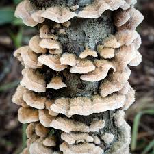 Attēlu rezultāti vaicājumam “Stereum hirsutum”