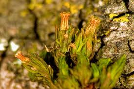 Attēlu rezultāti vaicājumam “Orthotrichum pumilum sporophyte”