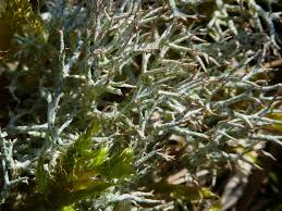 Attēlu rezultāti vaicājumam “Cladonia phyllophora”