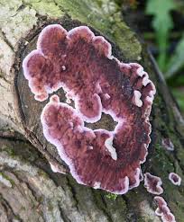 Attēlu rezultāti vaicājumam “Chondrostereum purpureum”