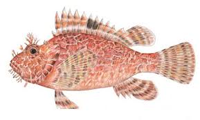 Image result for Scorpaena scrofa