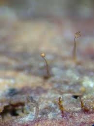 Attēlu rezultāti vaicājumam “Cribraria rubiginosa”