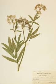 Attēlu rezultāti vaicājumam “Umbelliferae”