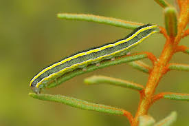 Attēlu rezultāti vaicājumam “Ceramica pisi”