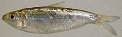 Image result for Alosa sapidissima