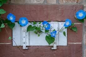 Image result for Prunkwinde