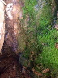 Attēlu rezultāti vaicājumam “Conardia compacta”