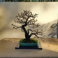 Attēlu rezultāti vaicājumam “Pyrus communis bud”