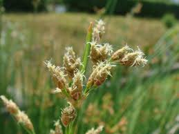 Attēlu rezultāti vaicājumam “Schoenoplectus lacustris subsp. glaucus flower”