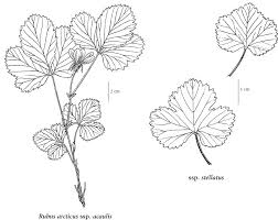 Attēlu rezultāti vaicājumam “Rubus arcticus flower”