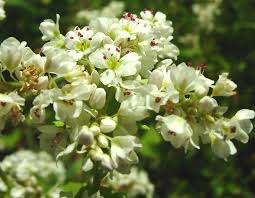 Attēlu rezultāti vaicājumam “Fagopyrum esculentum flower”