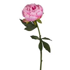 Image result for Pfingstrose