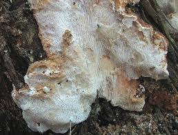 Attēlu rezultāti vaicājumam “Antrodia serialis”