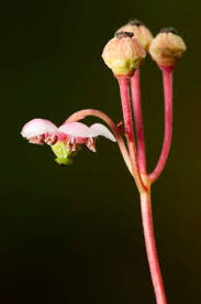 Attēlu rezultāti vaicājumam “Chimaphila umbellata bud”