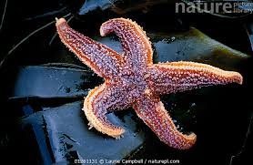 Image result for Asterias rubens