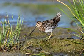 Image result for Gallinago delicata