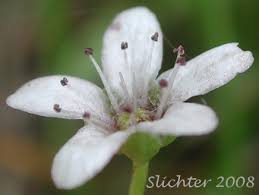 Attēlu rezultāti vaicājumam “Moehringia lateriflora flower”