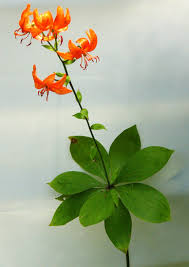 Attēlu rezultāti vaicājumam “Lilium martagon leaf”