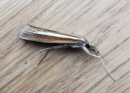 Attēlu rezultāti vaicājumam “Agriphila selasella”