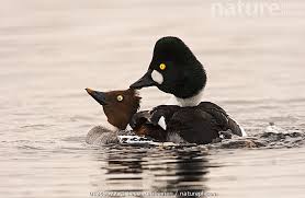 Attēlu rezultāti vaicājumam “Bucephala clangula female”