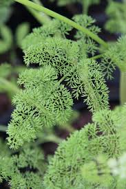 Attēlu rezultāti vaicājumam “Lignydium muscorum macro”