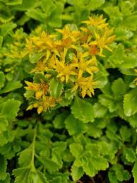 Attēlu rezultāti vaicājumam “Sedum aizoon”