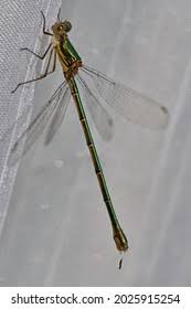 Attēlu rezultāti vaicājumam “Chalcolestes viridis”