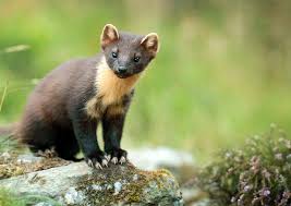 Attēlu rezultāti vaicājumam “Cladopodiella francisci”