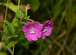 Attēlu rezultāti vaicājumam “Epilobium hirsutum flower”
