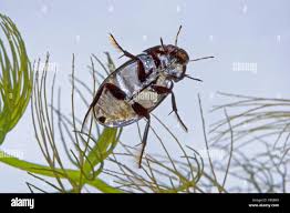 Attēlu rezultāti vaicājumam “Hydrochara caraboides”