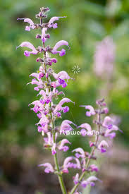 Image result for Salvia pratensis `Rose Rhapsody