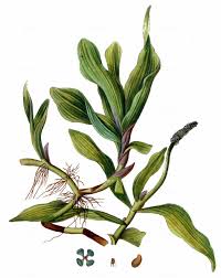 Attēlu rezultāti vaicājumam “Potamogeton praelongus”