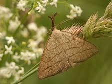 Attēlu rezultāti vaicājumam “Polypogon tentacularius male”