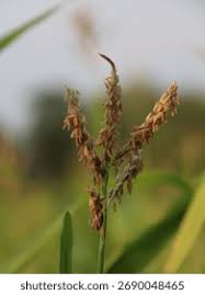 Attēlu rezultāti vaicājumam “Zea mays male flower”