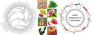 Attēlu rezultāti vaicājumam “Clastodermataceae”