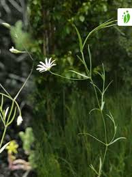 Attēlu rezultāti vaicājumam “Stellaria crassifolia leaf”