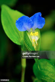 Attēlu rezultāti vaicājumam “Commelina coelestis flower”