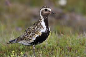 Attēlu rezultāti vaicājumam “Pluvialis apricaria”