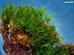 Attēlu rezultāti vaicājumam “Dicranum flagellare”
