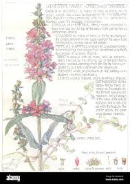 Attēlu rezultāti vaicājumam “Lythrum salicaria fruit”