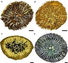Attēlu rezultāti vaicājumam “Laccognathus panderi”