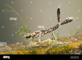 Attēlu rezultāti vaicājumam “Platycnemis pennipes”