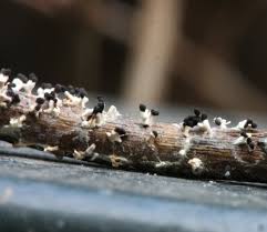 Attēlu rezultāti vaicājumam “Stemonitidaceae”